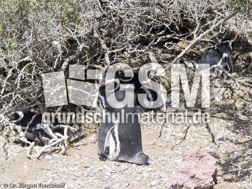 Magellanpinguin (11 von 32).jpg